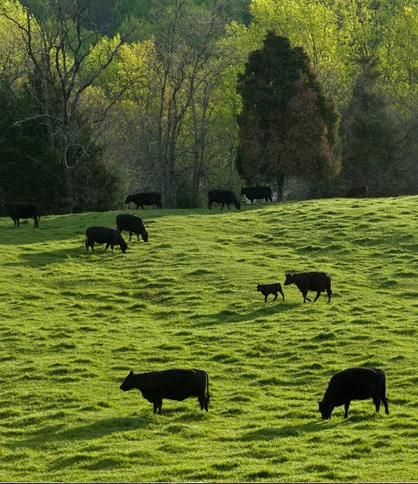 Arkansas