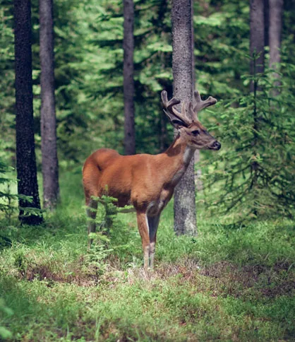 Montana