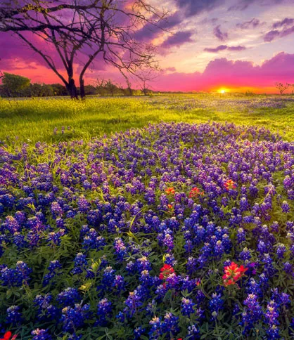 Texas
