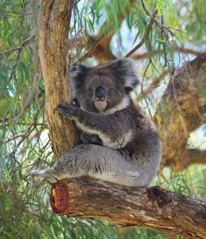Adelaide Hills