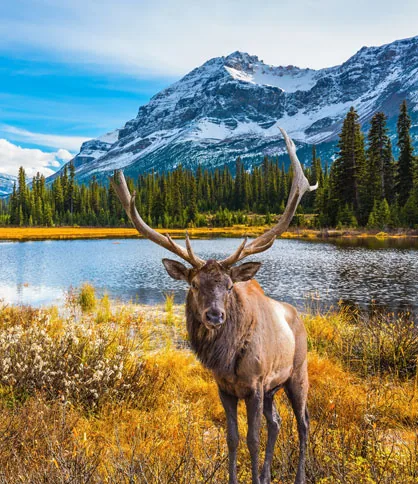 Kootenays