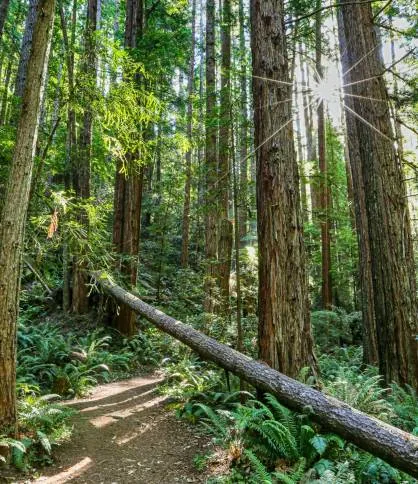Mendocino County